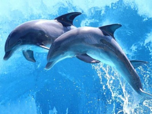 Mare Nostrum, un pas mai aproape de delfinii din Marea Neagră